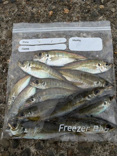 アジの釣果
