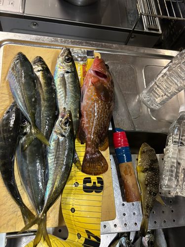 アジの釣果