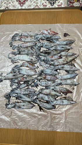 ケンサキイカの釣果
