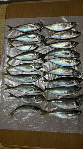 アジの釣果