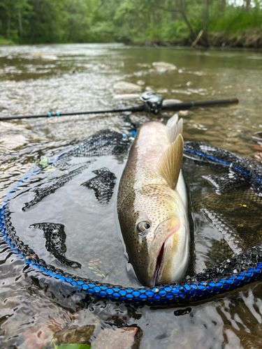 イトウの釣果