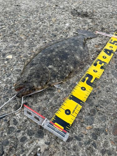 ヒラメの釣果