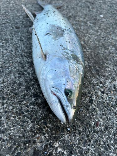 サクラマスの釣果