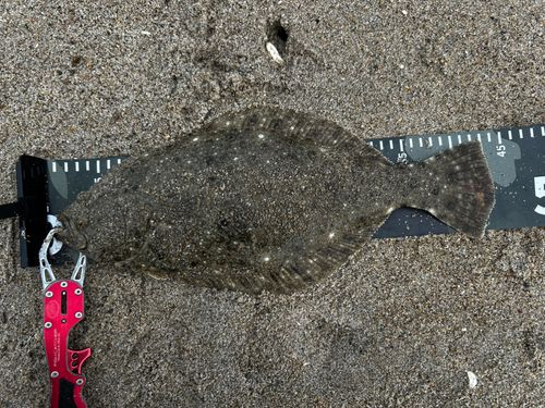 ヒラメの釣果