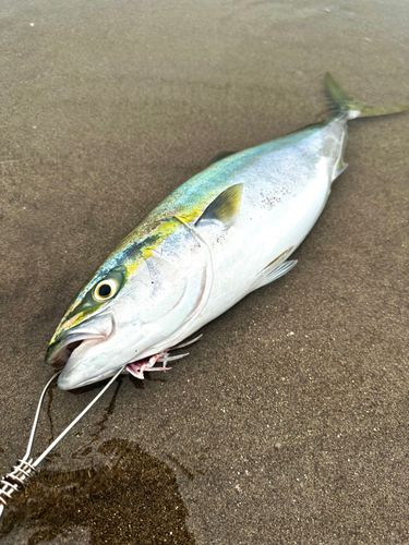 イナダの釣果