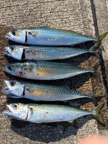 サバの釣果