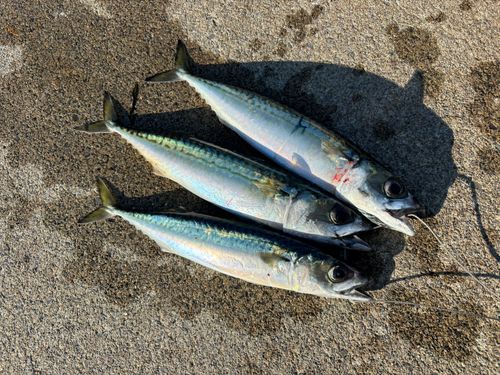 サバの釣果