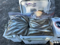 シロギスの釣果