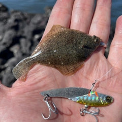 カレイの釣果