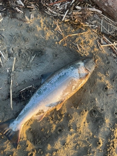 サクラマスの釣果