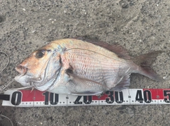 タイの釣果