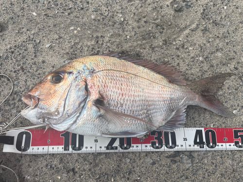 タイの釣果