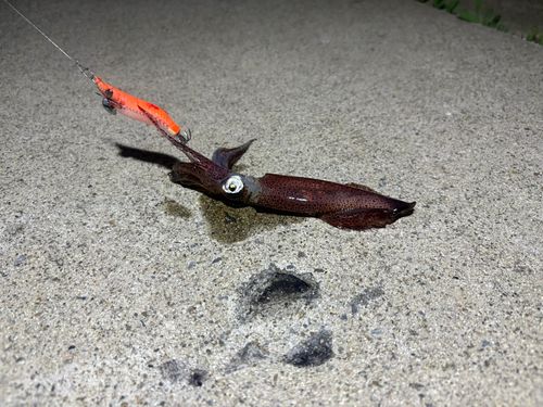 ヒイカの釣果