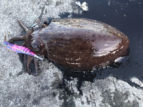 モンゴウイカの釣果