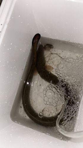 ウナギの釣果