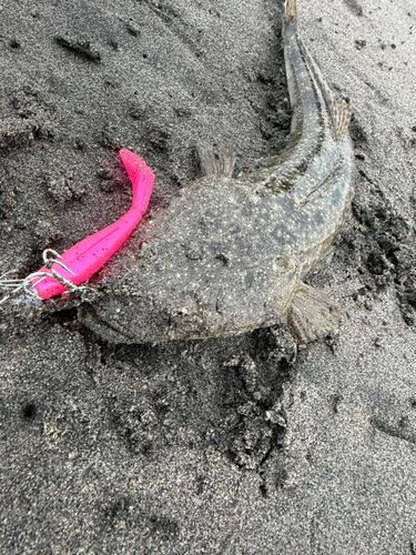 マゴチの釣果