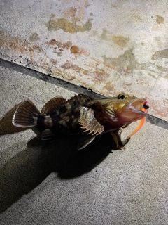 カサゴの釣果