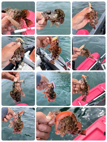 カサゴの釣果
