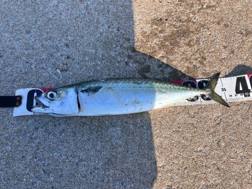 サバの釣果