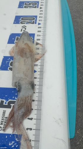 ケンサキイカの釣果