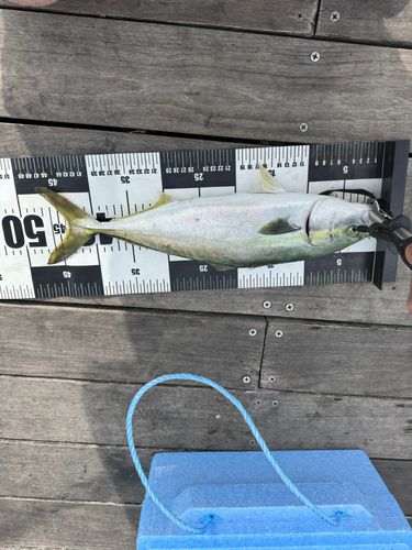 イナダの釣果