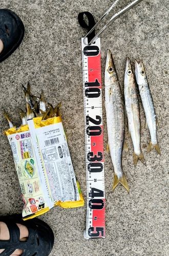 シーバスの釣果
