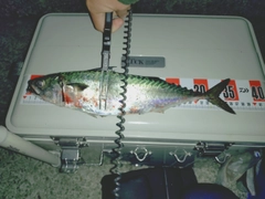サバの釣果
