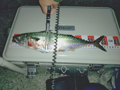 サバの釣果