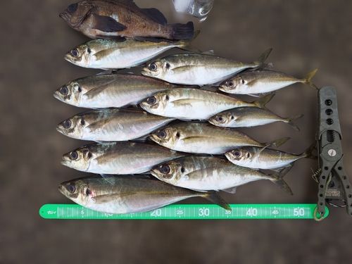 マアジの釣果