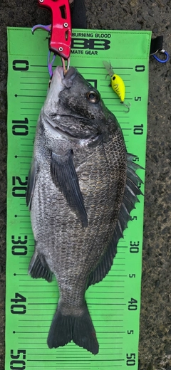 チヌの釣果