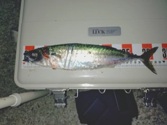 サバの釣果