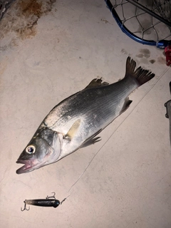 ヒラスズキの釣果