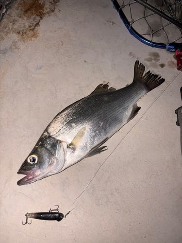 ヒラスズキの釣果