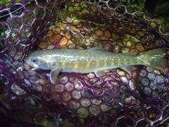 イワナの釣果