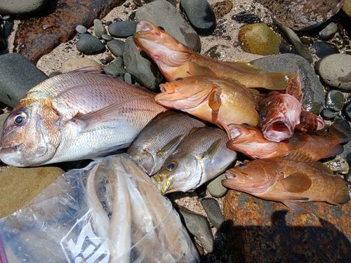 イサキの釣果