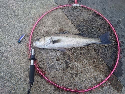 スズキの釣果