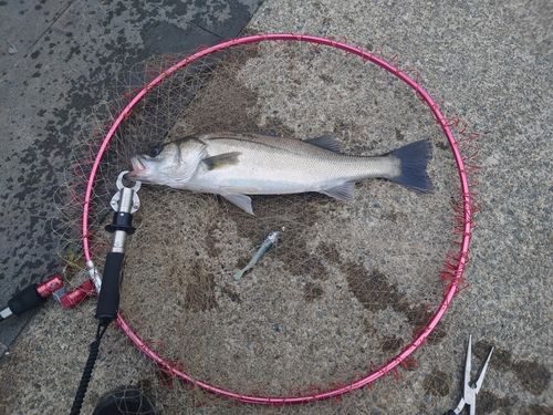 スズキの釣果