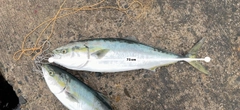 ワラサの釣果