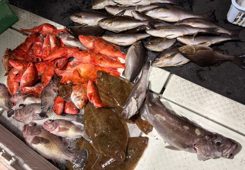 アラの釣果