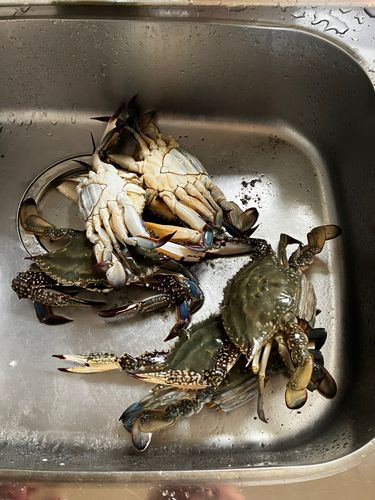 ワタリガニの釣果