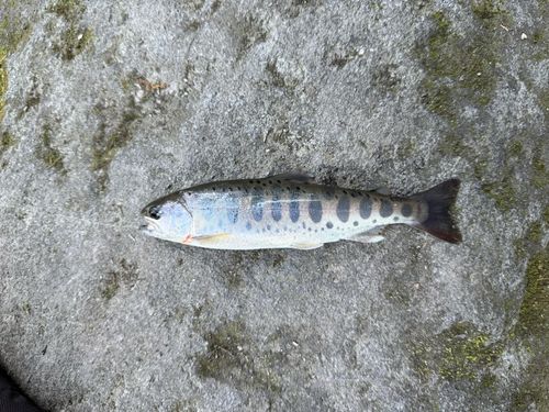 ヤマメの釣果