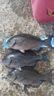 オナガグレの釣果