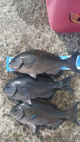 オナガグレの釣果