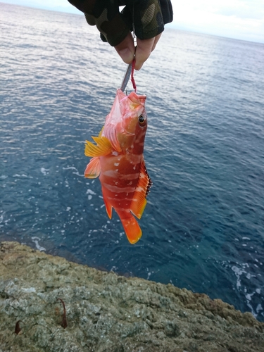 アカハタの釣果