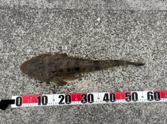 マゴチの釣果