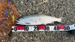 サクラマスの釣果