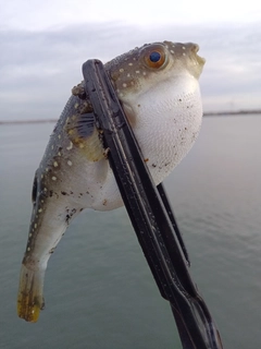 クサフグの釣果