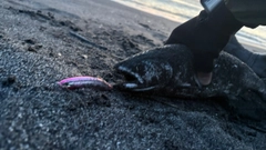 サクラマスの釣果