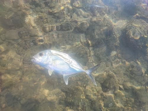 GTの釣果