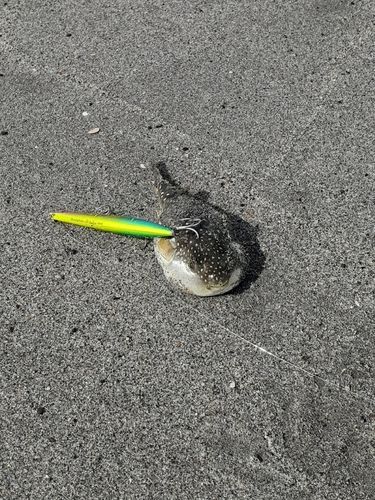 クサフグの釣果